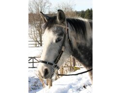 BAREFOOT Bitless Bit VB/WB-Hackamore 2 pièces