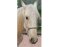 BROCKAMP Horse Man licol à noeud blanc bleu poney
