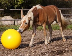 Ballon de jeu pour chevaux BAREFOOT - 75 cm