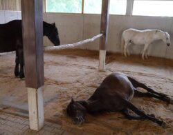 HIT Lit pour chevaux Comfort 2.0 1,8m x 2,4m, fret inclus en Allemagne