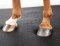 HIT Lit pour chevaux Comfort 2.0 1,8m x 2,4m, fret inclus en Allemagne