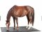 HIT Lit pour chevaux Comfort 2.0 1,8m x 2,4m, fret inclus en Allemagne