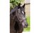 BAREFOOT Shape-It-Cavesson Muserolle 2 noire