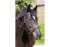 BAREFOOT Contour Physio têtière cob noir