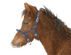 KERBL Exclusive foal halter / mini shetty halter 3-way...