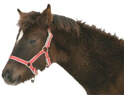 KERBL Licol exclusif pour poulain / mini setty réglable en 3 positions bleu