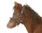 KERBL Licol exclusif pour poulain / mini settery réglable 3 positions argenté