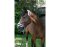 KERBL Licol Flauschi avec fourrure tissée taille 1 poney bleu
