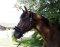 KERBL Licol Flauschi avec fourrure tissée taille 1 poney bleu