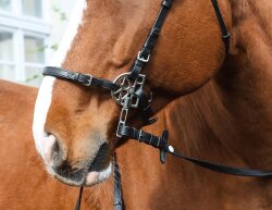 STARBRIDLE Shanks mit Nasen- und Kinnriemen Cob Oak Braun