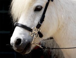 STARBRIDLE Shanks with Nose and Chin Strap Cob Oak Brown