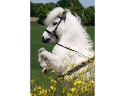 STARBRIDLE Shanks with Nose and Chin Strap Pony Dark Brown