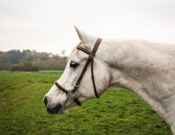 STARBRIDLE complet avec têtière full oak marron