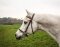 STARBRIDLE complet avec serre-tête extra full London