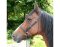 UBB Pro en Biothane avec une seule muserolle poney marron