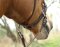 Bridon sans mors BAREFOOT Walnut (fonction croisée) VB/WB marron