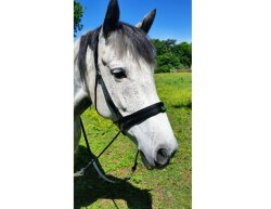 UBB Classic Nylon poney noir