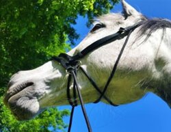 UBB Classic Nylon poney noir