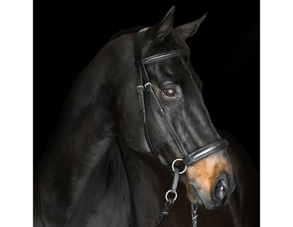 BITLESS BRIDLE Dr. R. Cook Premium