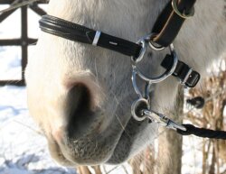 Bitless Bit by Barefoot est également idéal pour les poneys