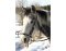 Bitless Bit by Barefoot est également idéal pour les poneys