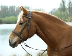 Bitless Bridle Walnut