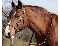 Sidepull und Bitless Bridle - Syringa inkl. Zügel - in 3 Farben