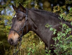 Sidepull und Bitless Bridle - Syringa inkl. Zügel - in 3 Farben