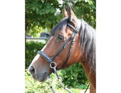 BITLESS BRIDLE Dr. R. Cook Premium noir WB (Full)