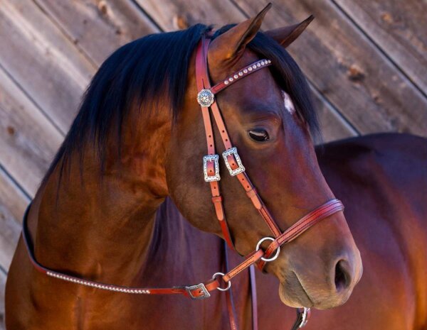 BITLESS BRIDLE Western Deluxe avec rivets antiques Small (Pony) Naturel