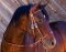 BITLESS BRIDLE Western Deluxe avec rivets antiques Small (Pony) Naturel