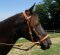 BITLESS BRIDLE Western Deluxe avec rivets antiques Small (Pony) Naturel