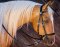 BITLESS BRIDLE Western Deluxe avec rivets antiques Full (WB) noir