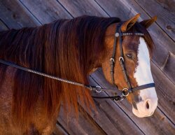 BITLESS BRIDLE Western Beta Deluxe noir moyen