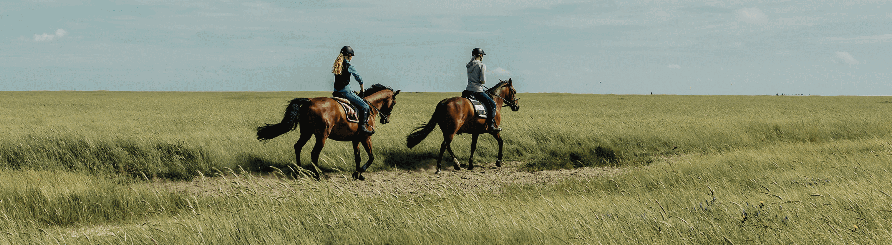 Nouvelle étude sur l'impact du filet à foin - Cheval Magazine