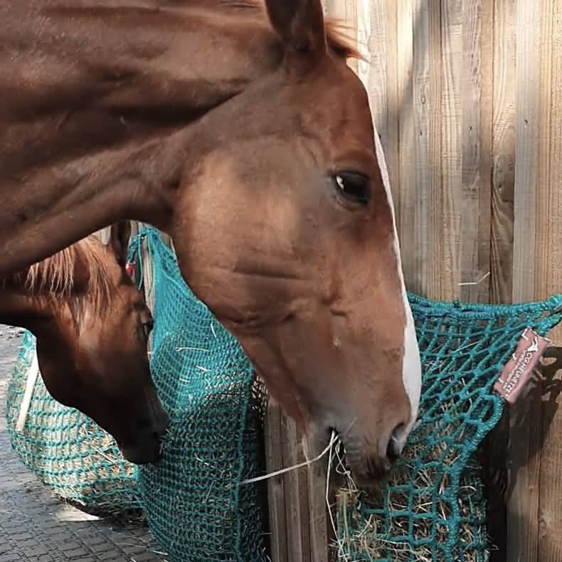 Filets à foin - Votre cheval va aimer.